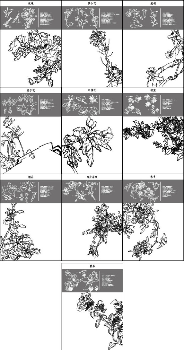 roses, paulownia, rabbit flower, rhododendron