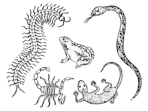 Gecko centipedes scorpions and snakes toad vector material