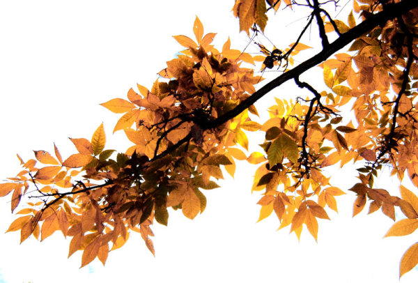 Beautiful Maple Leaf 02 - HD picture
