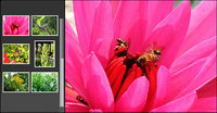 flash + xml album practical source