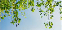 Green plants under the blue sky picture material