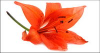 Red flowers picture material