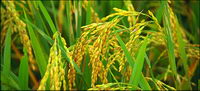 Food series picture material-10
