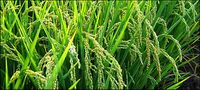 Food series picture material-2