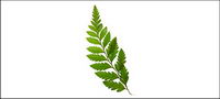 Green leaves picture material