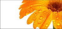 Golden yellow daisy picture material