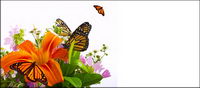 Butterfly and lily picture material