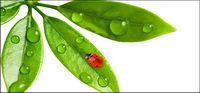 Floating plants and insects picture material-10