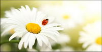 Floating plants and insects picture material-9