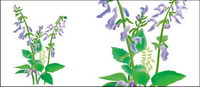 Chinese herbal medicine - Danxiong vector