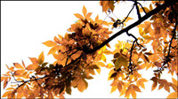 Beautiful Maple Leaf 02 - HD picture