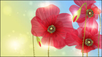 Exquisite flowers 05 - vector material