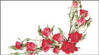 Rose bouquet 04 - vector material