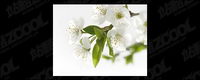White flowers picture quality material