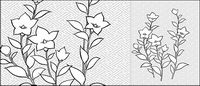 Vector line drawing of flowers-28(Campanulaceae)