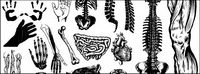 Go Media produced vector material - the human body parts and organs