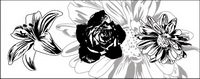 Black and white flowers