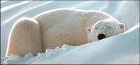 AI realistic rendering of the polar bear vector material