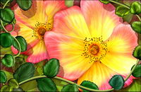Flowers and leaves
