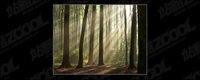 Woods picture quality material