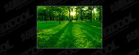 Trees and lawn at dusk