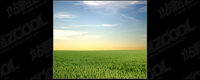 Evening grass picture material