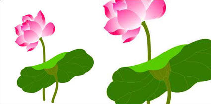 Lotus Vector			