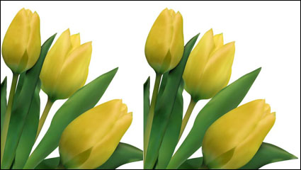 Bright tulips 03-- vector material