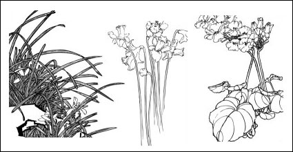 Plum, camellia,  cymbidium, child daffodils, magnolia, apricot