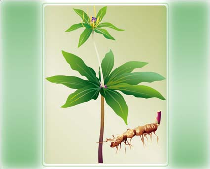 Vector Plant