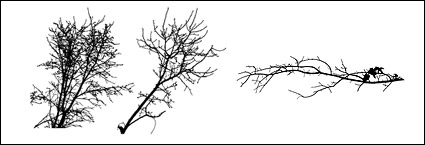Withered branches of the material